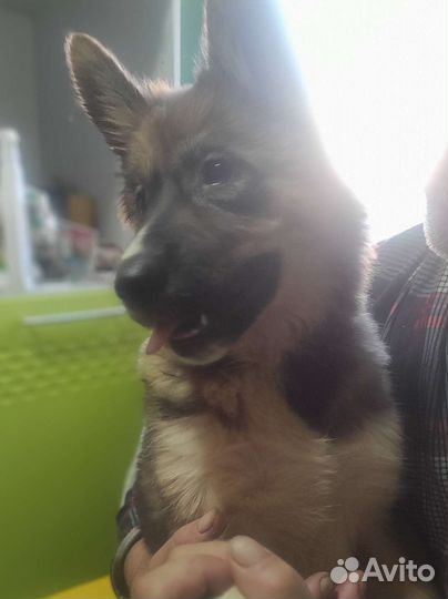 Щенки хаски