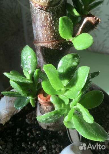 Толстянки/крассулы