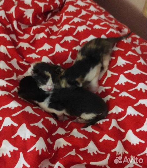 Котят нужно спасать