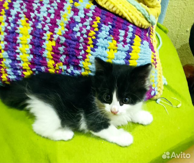 Отдам в добрые руки