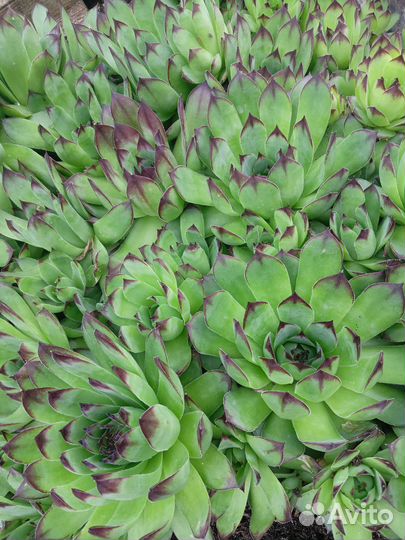 Хоста, пузыреплодеик, суммах и тд