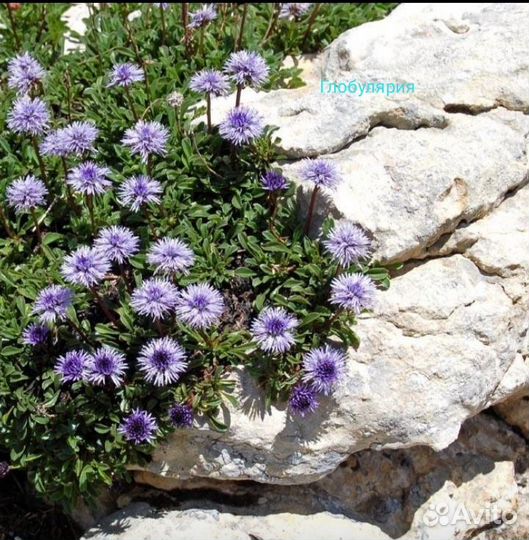 Растения для сада(альпийская горка)