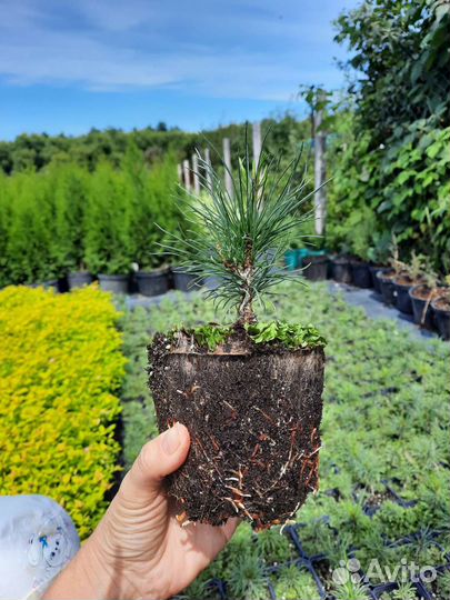 Сибирский кедр, кедровый стланик