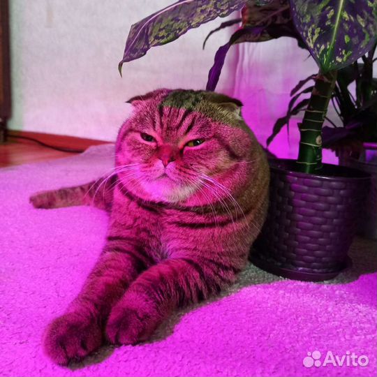 Шотландский кот вязка