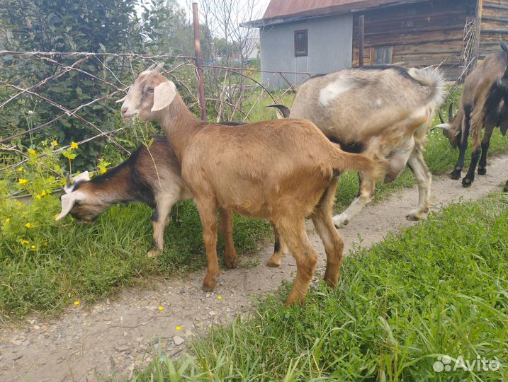 Козы и козлята