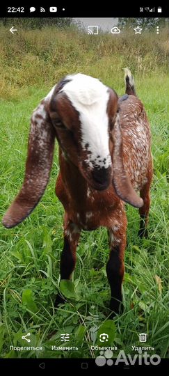 Ч\Породистые А.Н козочки и козлики