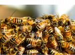 Продам очень злых пчёл для охраны пасеки