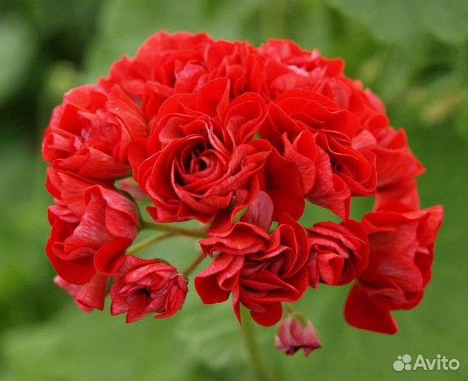 Герань пеларгония розебудная