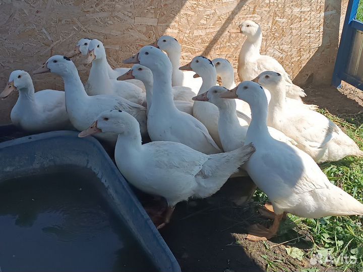 Утки Мулард