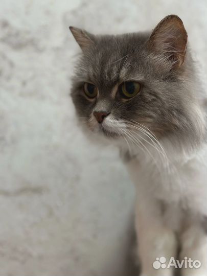Котик Тихон