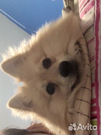 Отдам собаку в добрые руки