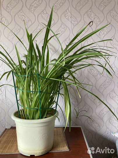 Хлорофитум