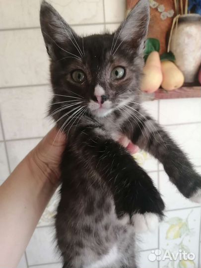 Котята 4 шт