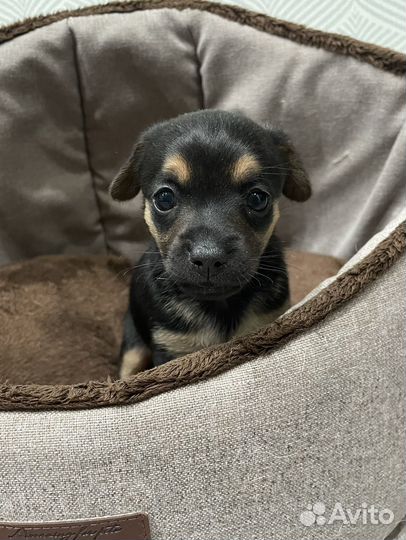 Той-терьер щенки