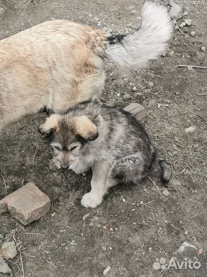 Щенки бесплатно