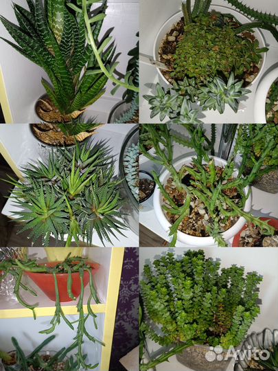 Огромный лот суккулентов