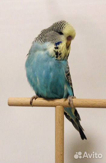 Выставочные волнистые попугаи чехи