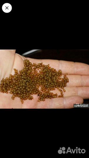 Червь дендробена