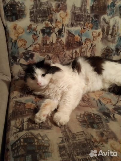 Котик Тиша в добрые руки