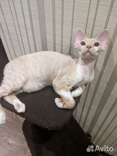 Котята девон-рекс