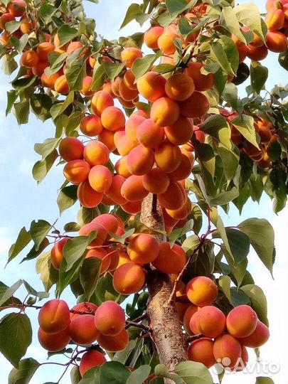 Саженцы на нескорослом подвой абрикоса