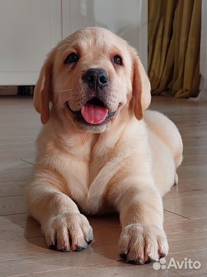 Щенки лабрадора