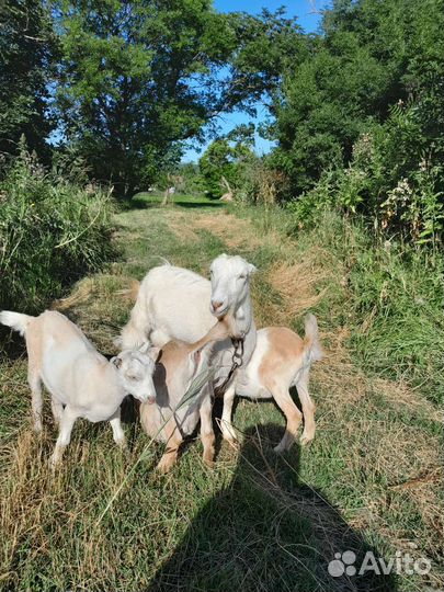 Коза ломанча