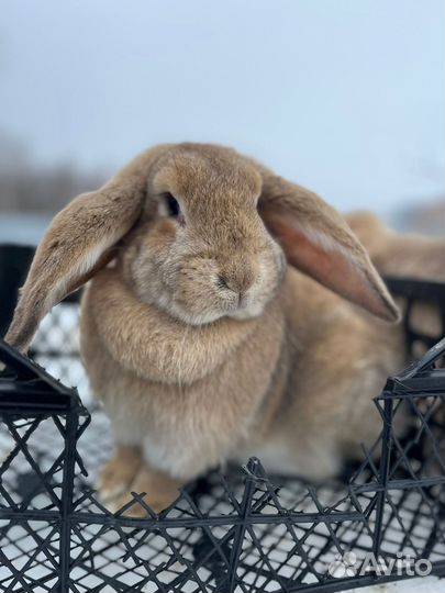 Кролик породы французский баран