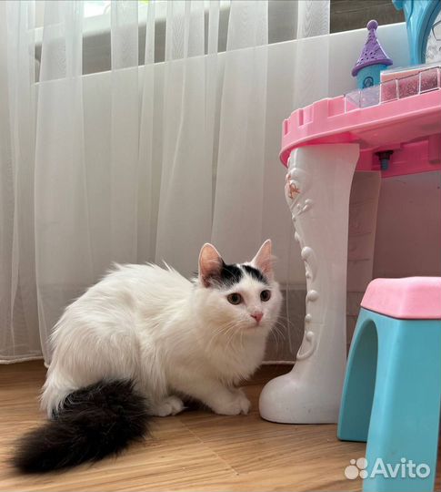 Котенок ищет дом
