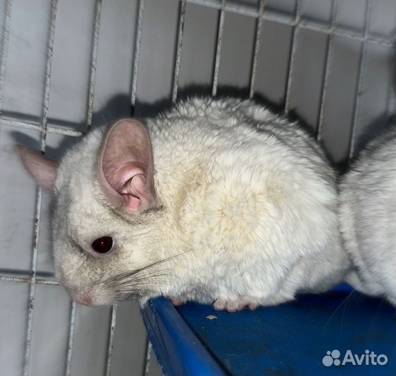 Шиншилла