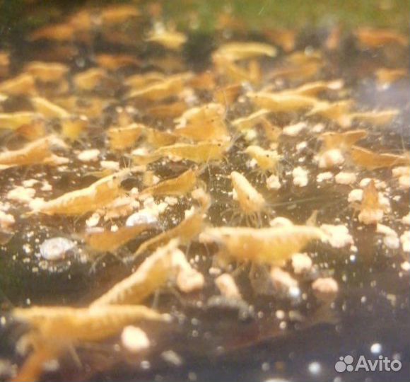 Пресноводные Креветки и Раки и Крабы