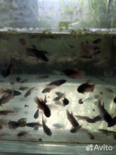 Аквариумные рыбки