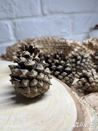 Шишки сосновые