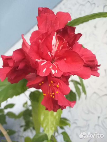 Гибискус махровый красный