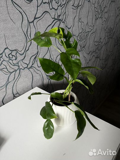 Монстера минима