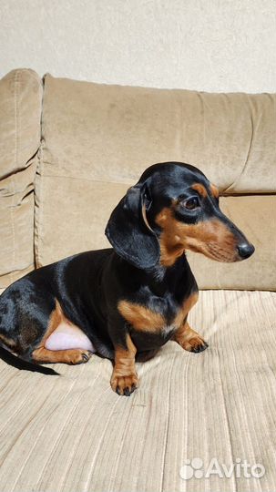 Щенки миниатюрной таксы