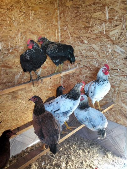 Петухи порода русская цветная