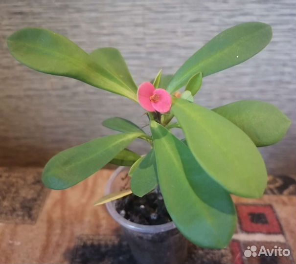 Молочай Миля