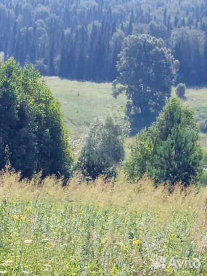 Сосна для благоустройства дома