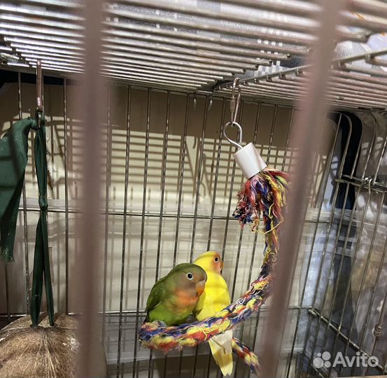 Попугай неразлучники