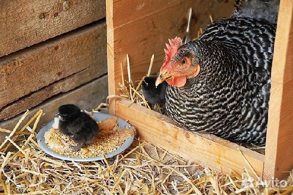 Наседка с цыплятами