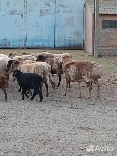 Курдючные бараны овцы