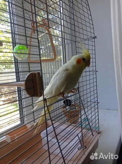 Попугай корелла