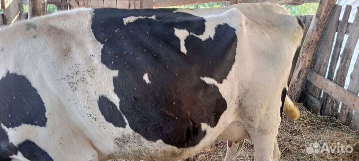 Продам первотелка стельная