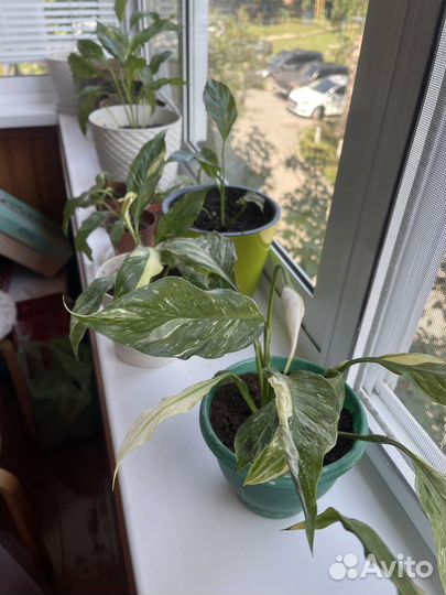 Спатифиллум пятнистый (женское счастье)