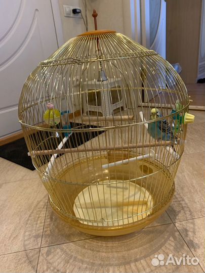 Попугаи с клеткой