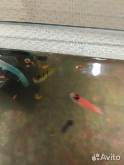Аквариум