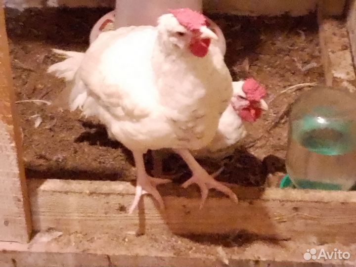 Молодые петушки