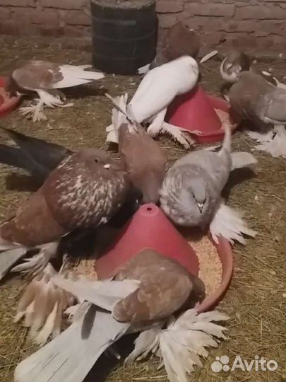 Голуби померанские дутыши