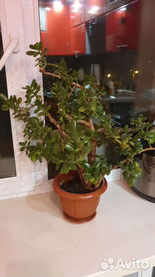 Толстянка/ денежное дерево/ бонсай